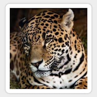 Portrait of Lady Leopard Sticker